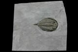 Dalmanites Trilobite Fossil - New York #147262-1